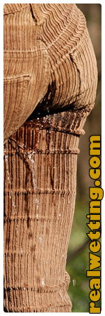 Audrey's Wetting Website - realwetting.com