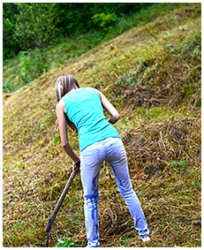 Gathering hay Beatrice wets her jeans on purpose