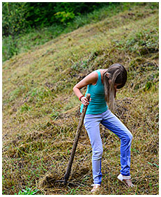 Gathering hay Beatrice wets her jeans on purpose